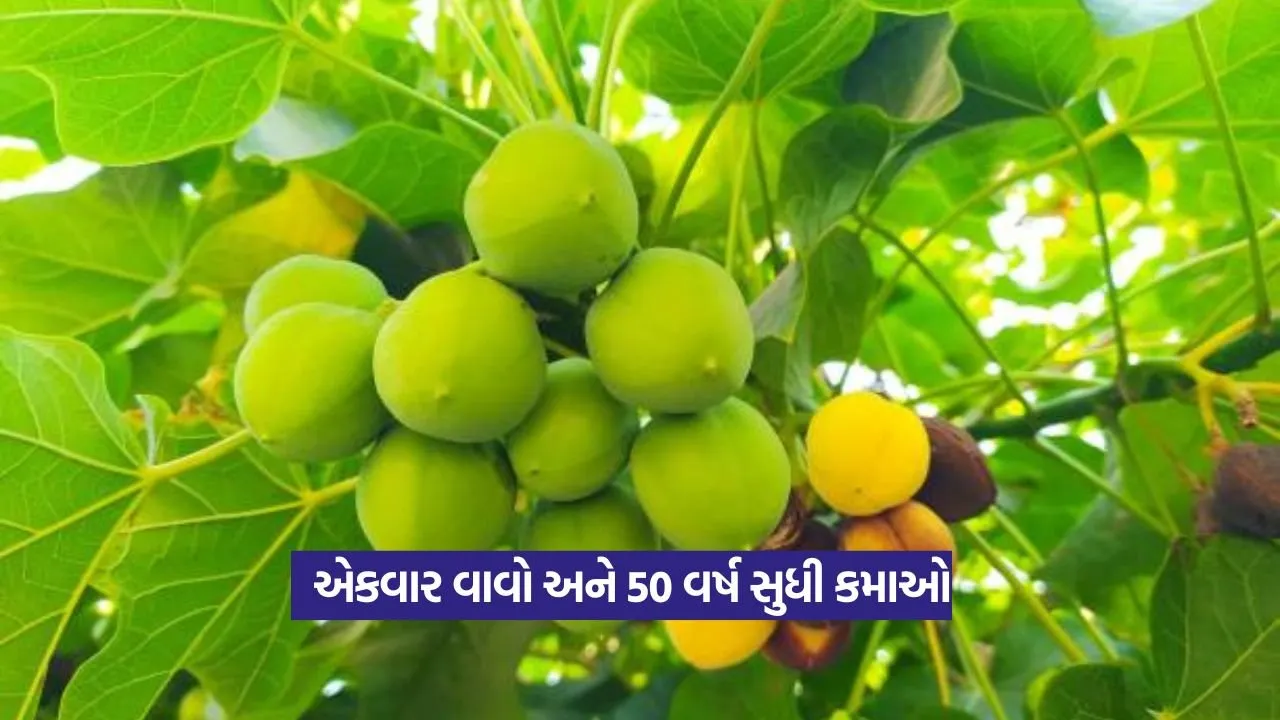 Jatropha Farming