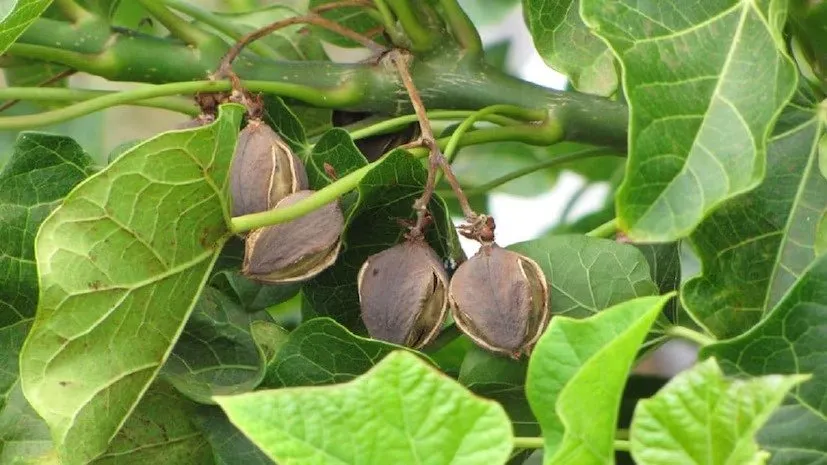 Jatropha Farming: એક વાર વાવો અને 50 વર્ષ સુધી કમાણી કરો, ડીઝલ માટે વધતી માંગ વચ્ચે જેટ્રોફા ખેતી બનાવશે કરોડપતિ! 3 Jatropha Farming
