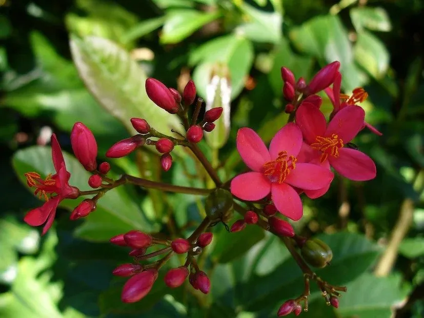 Jatropha Farming: એક વાર વાવો અને 50 વર્ષ સુધી કમાણી કરો, ડીઝલ માટે વધતી માંગ વચ્ચે જેટ્રોફા ખેતી બનાવશે કરોડપતિ! 2 Jatropha Farming