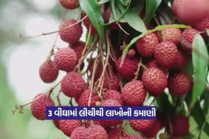 Litchi farming success story