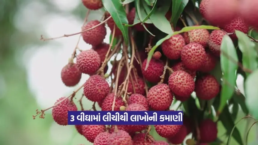 Litchi farming success story
