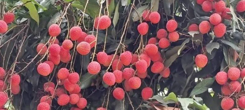 Litchi farming success story: ત્રણ વીઘામાં લીચીની ખેતીથી બદલાઈ કિસ્મત: બનવારી લાલે ખેતરમાં લખી સફળતા કથા 3 Litchi farming success story