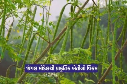 Natural Farming Jungle Model