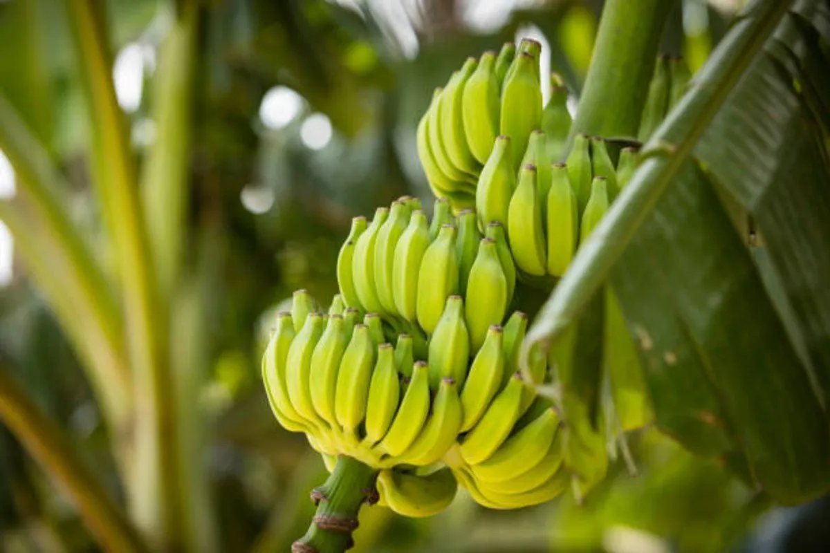 Organic banana cultivation : ભાવનગરમાં કેળાની ખેતી યંગ ખેડૂત માટે ગેમચેન્જર 2 Organic banana cultivation