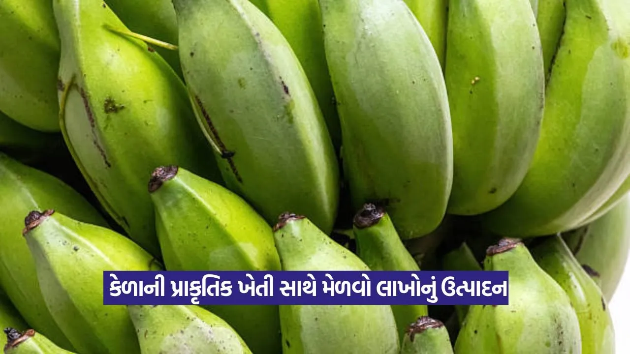 Organic banana cultivation