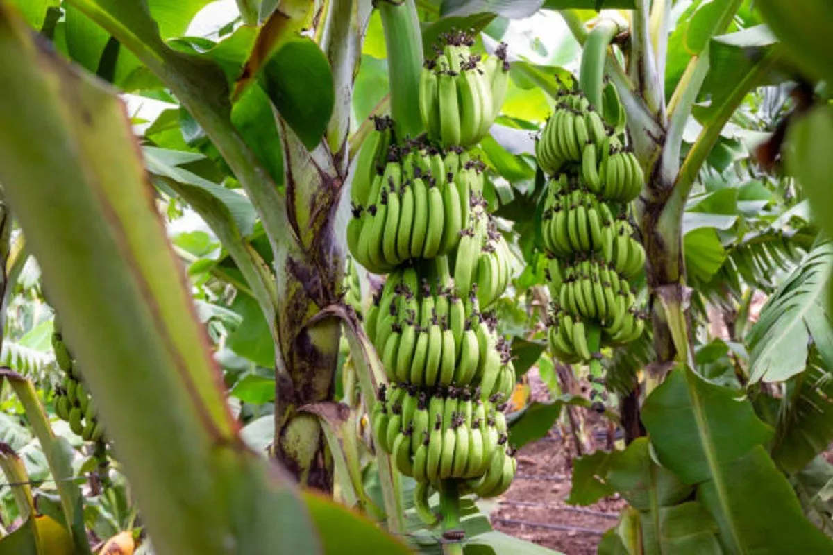 Organic banana cultivation : ભાવનગરમાં કેળાની ખેતી યંગ ખેડૂત માટે ગેમચેન્જર 3 Organic banana cultivation