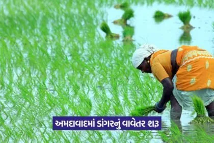 Paddy Cultivation