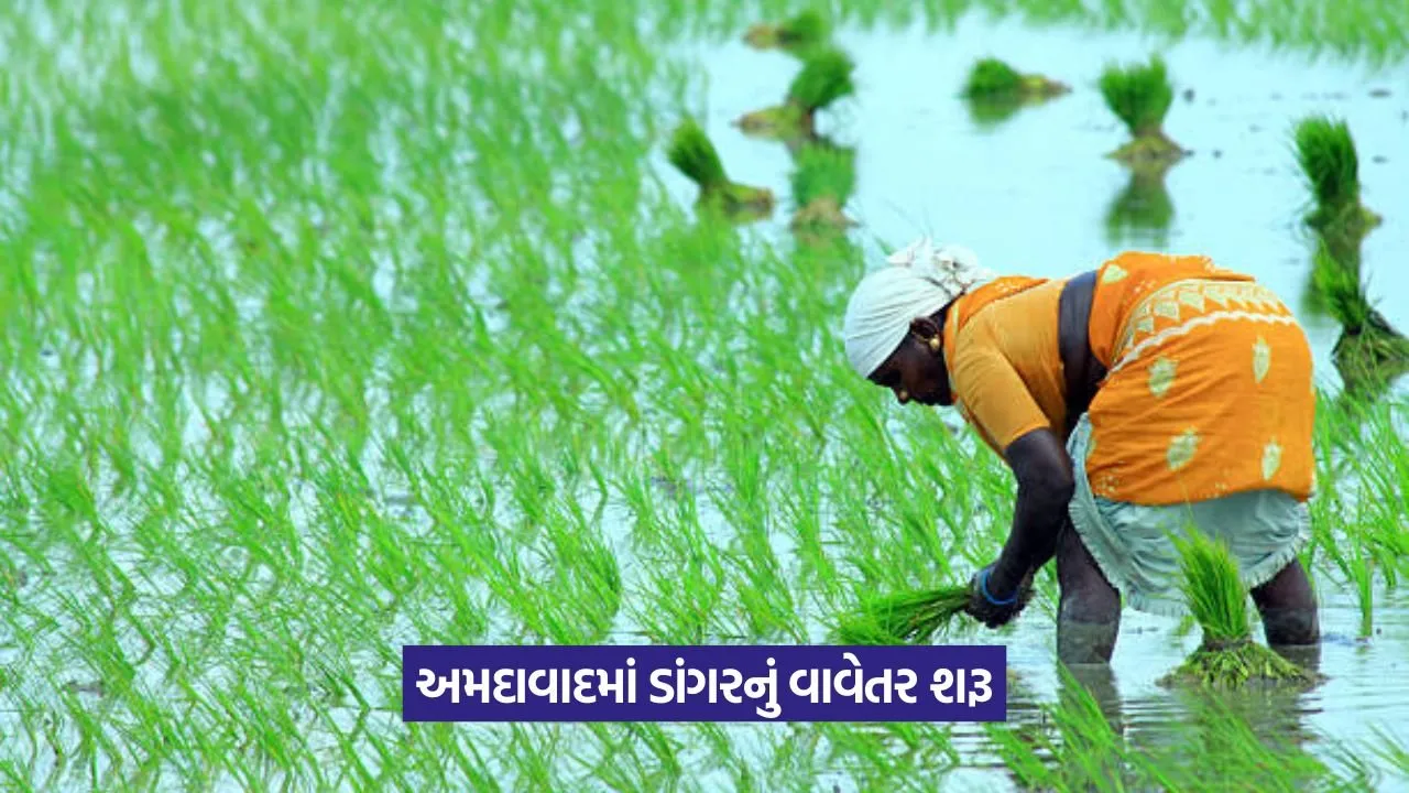 Paddy Cultivation