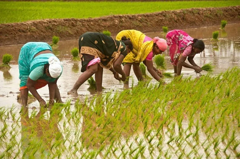 Paddy Cultivation: અમદાવાદમાં ડાંગર વાવેતરની શરૂઆત: ખર્ચમાં ભડકો 2 Paddy Cultivation