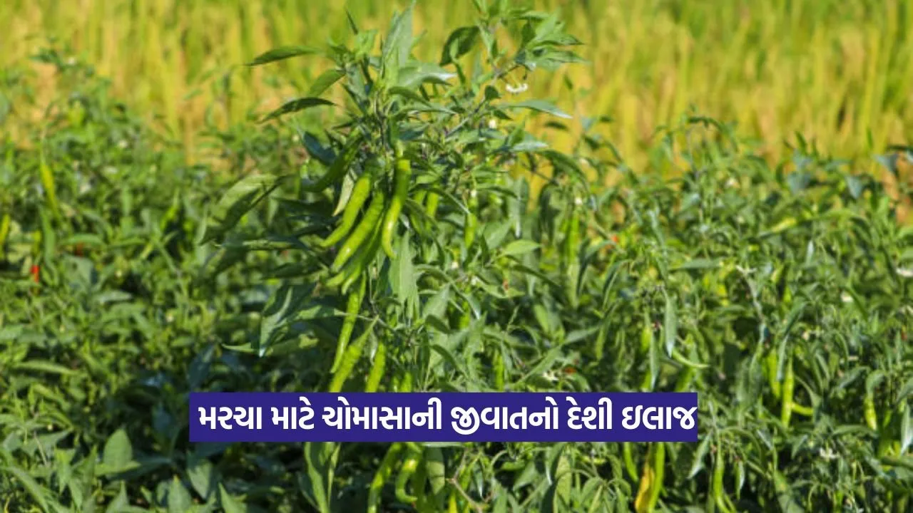 Pest attack on chilli