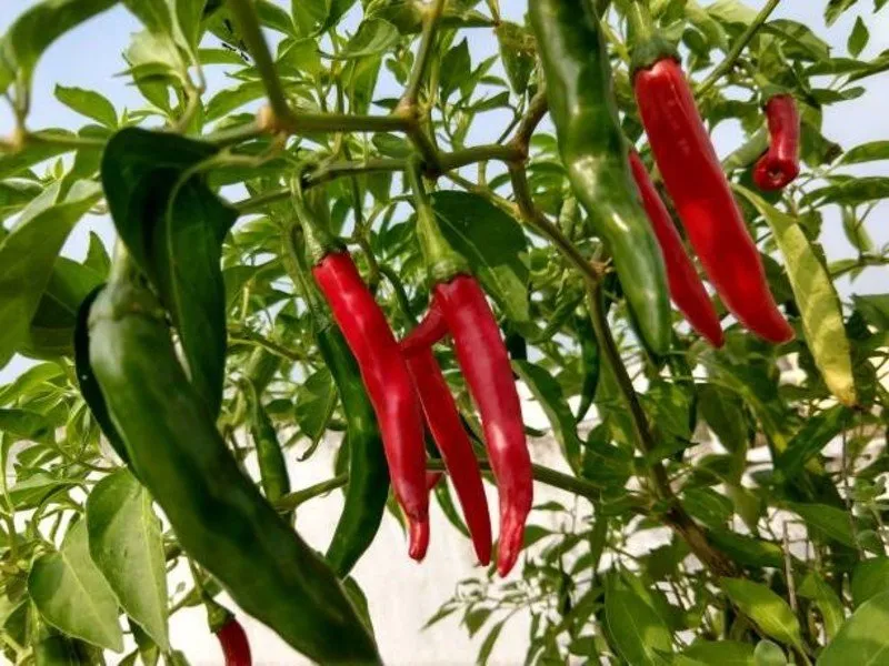 Pest attack on chilli