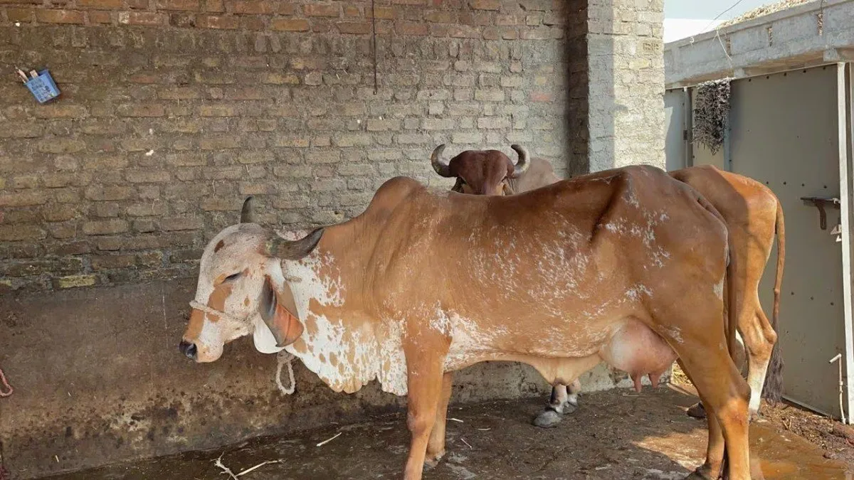 Post Delivery Care in Cattle: વિયાણ બાદ ગાય કે ભેંસને જર ન પડે ત્યારે શું કરવું? 2 Post Delivery Care in Cattle