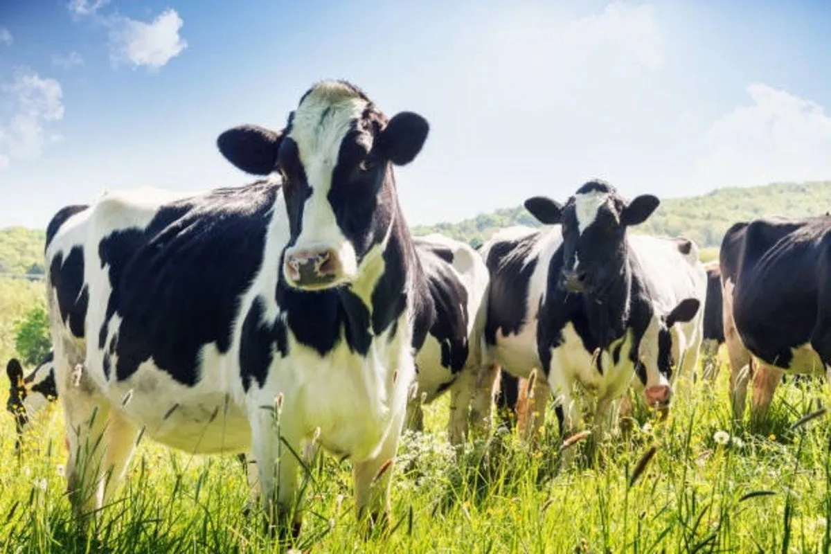 Post Delivery Care in Cattle: વિયાણ બાદ ગાય કે ભેંસને જર ન પડે ત્યારે શું કરવું? 3 Post Delivery Care in Cattle