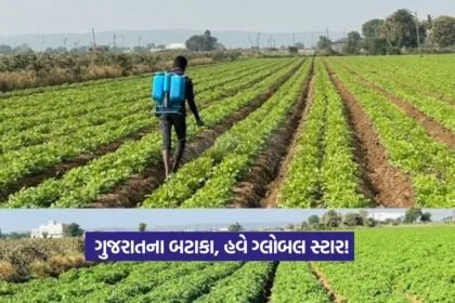 Processed Potato Gujarat