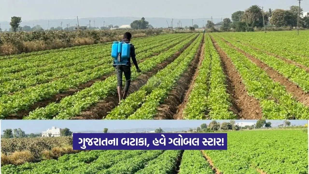 Processed Potato Gujarat