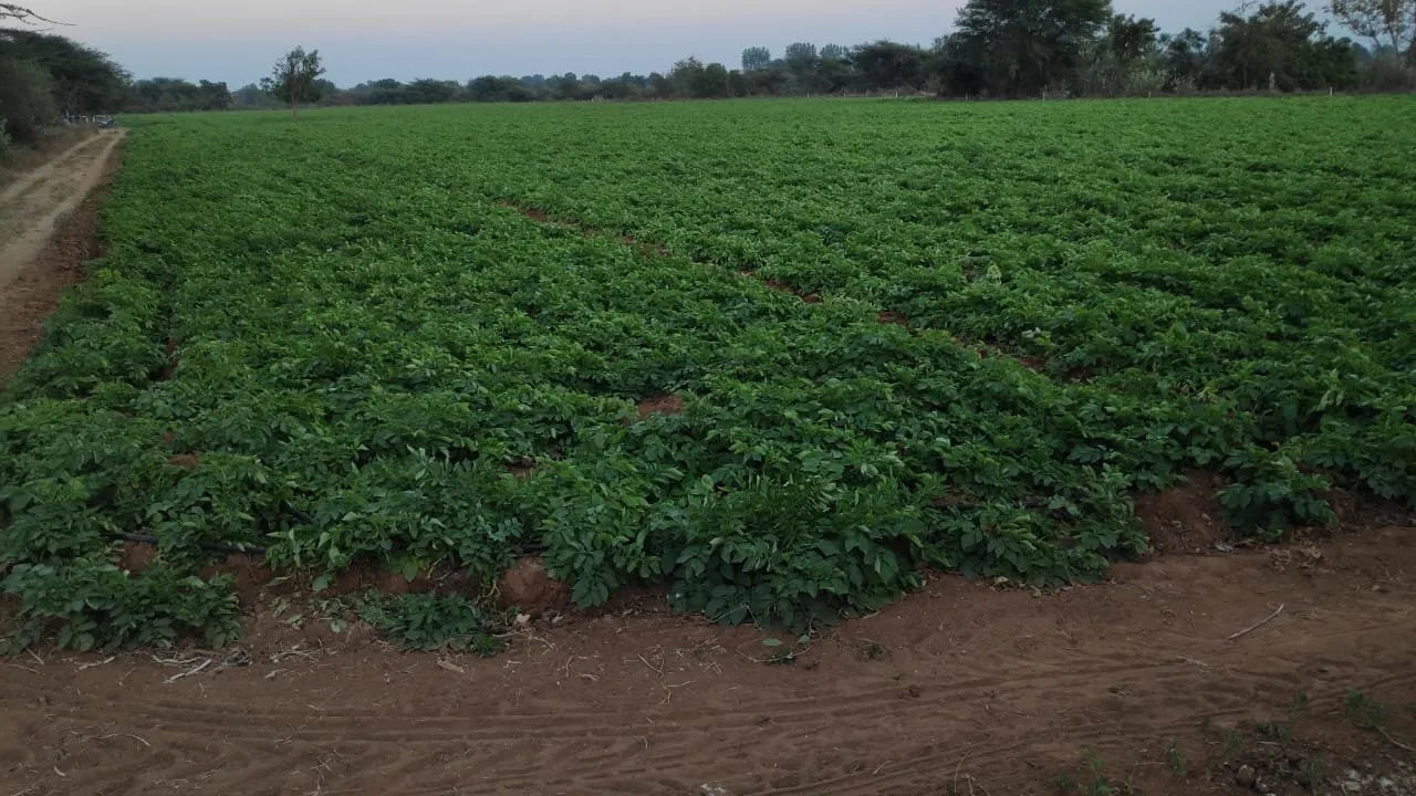 Processed Potato Gujarat