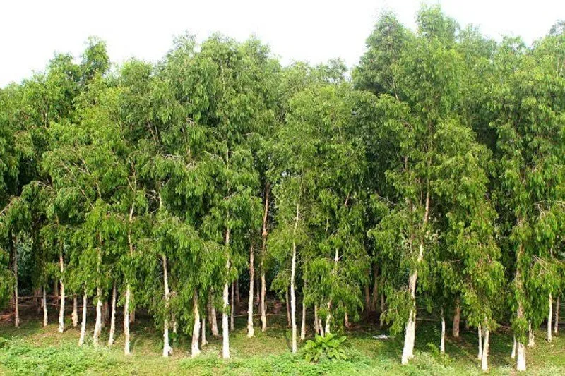 Profitable sandalwood farming