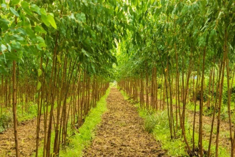 Profitable sandalwood farming