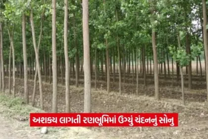 Profitable sandalwood farming