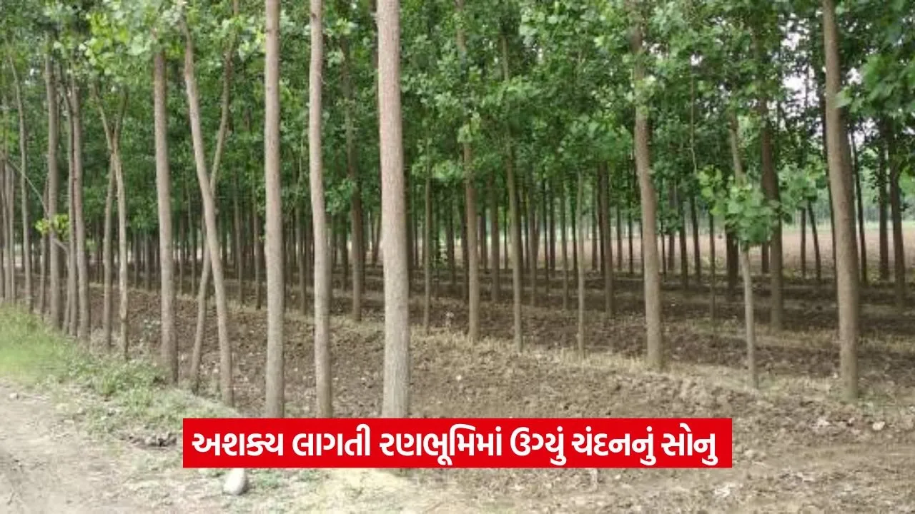 Profitable sandalwood farming