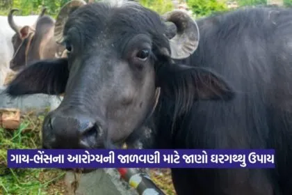Prolapsed Uterus in Cow or Buffalo