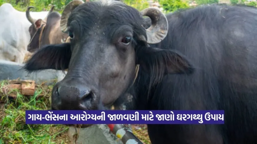 Prolapsed Uterus in Cow or Buffalo