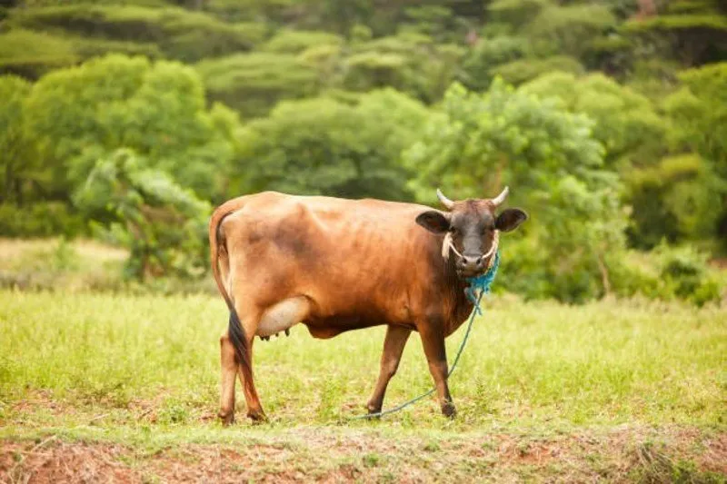 Prolapsed Uterus in Cow or Buffalo : ગાય કે ભેંસનું ગર્ભાશય બહાર આવી જાય ત્યારે શું કરવું? 3 Prolapsed Uterus in Cow or Buffalo