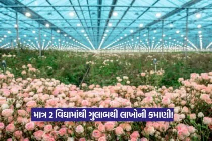 Rose Farming