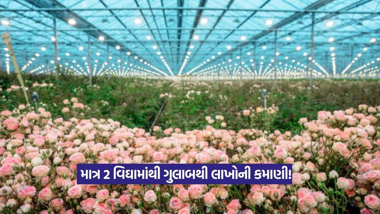 Rose Farming: ગુલાબની ખેતી: ઓછા ખર્ચે વધુ નફો, માત્ર 2 વિઘામાંથી કમાઈ રહ્યા છે લાખો 22 Rose Farming
