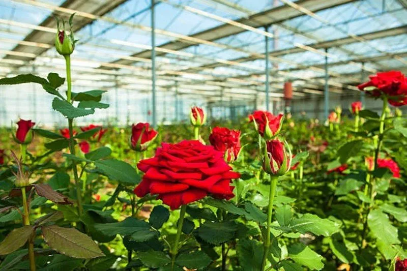 Rose Farming