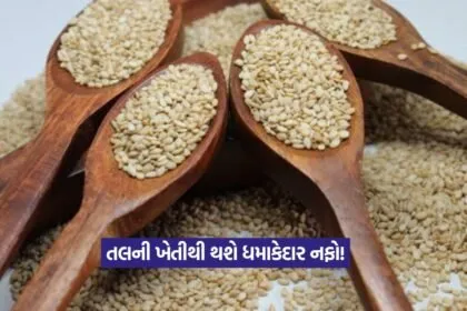 Sesame farming