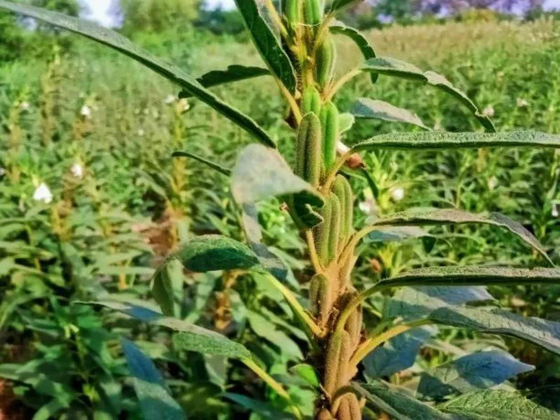 Sesame farming