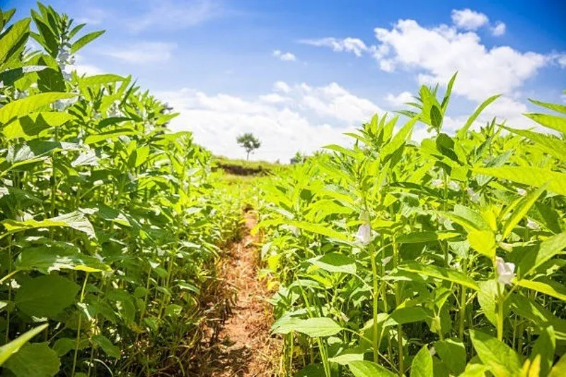 Sesame farming
