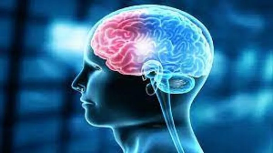 દર ત્રીજો વ્યક્તિ મગજ સંબંધિત બીમારીથી પીડાઈ રહ્યો છે, WHOના રિપોર્ટમાં મોટો ખુલાસો 3 brain cells.1.jpg