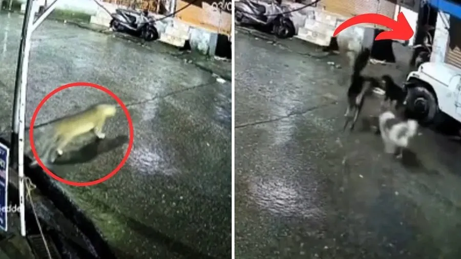Viral Video: દીપડાને 'બિલાડી' સમજવાની ભૂલ, કૂતરાઓનો ફની વીડિયો વાયરલ 2 Viral Video