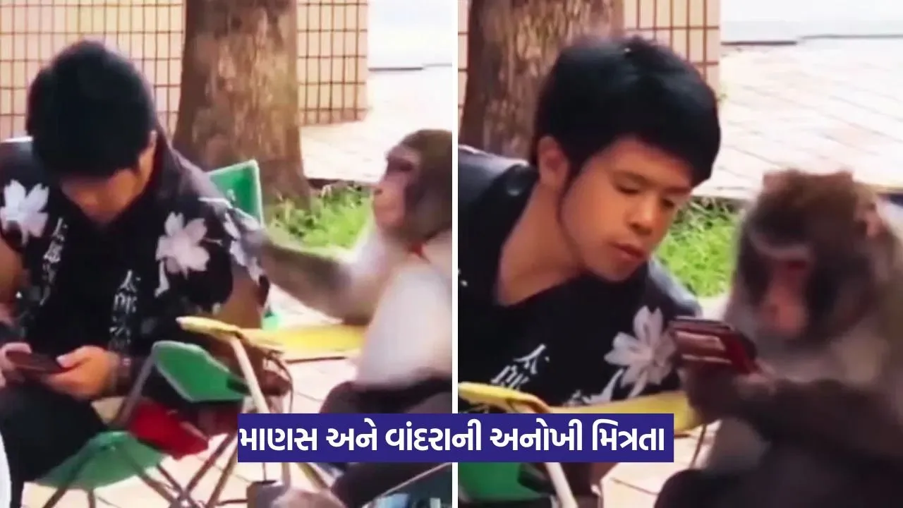 Viral Video: માણસ અને વાંદરાની દોસ્તીએ જીત્યા દિલ! 47 Viral Video