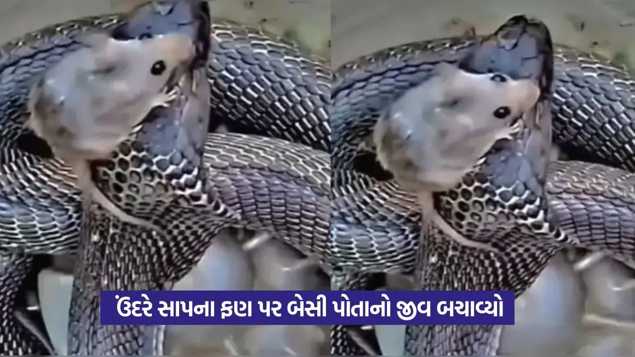 Viral Video: જાન બચાવવા માટે ઉંદરનું સાપના ફણ પર ચઢવાનો ચમત્કાર! 22 Viral Video