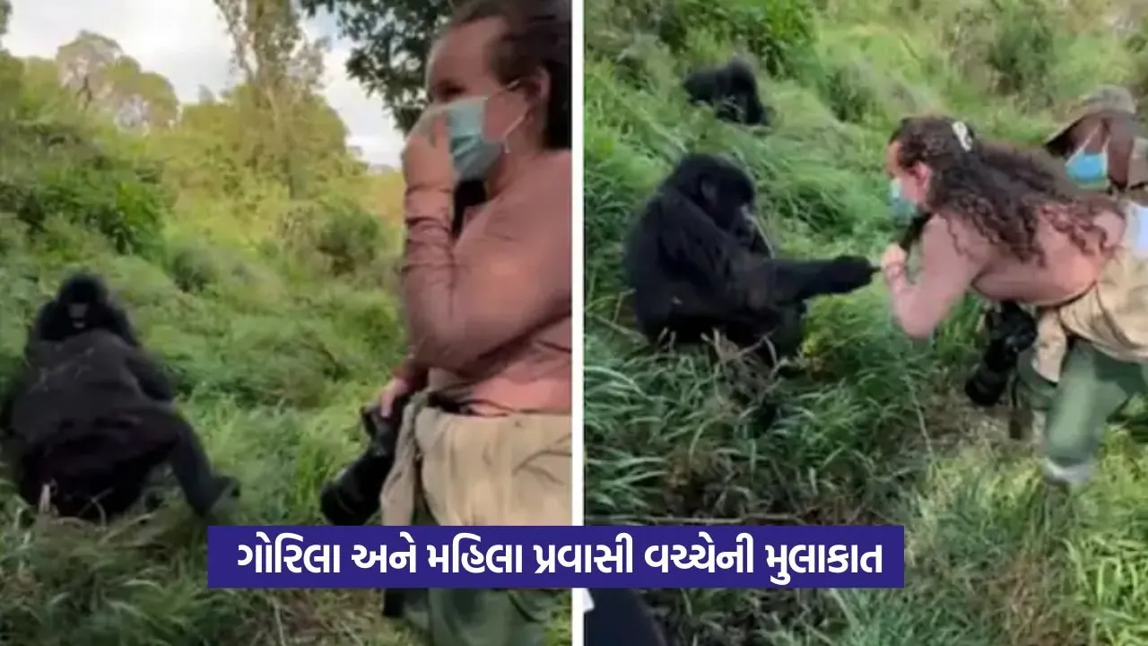 Viral: ગોરિલાએ મહિલા સાથે ફ્લર્ટ કર્યું 21 Viral