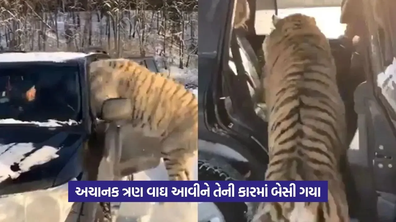 Viral Video: કારમાં ઘુસેલા ત્રણ વાઘોનું અનોખું દૃશ્ય 22 Viral Video