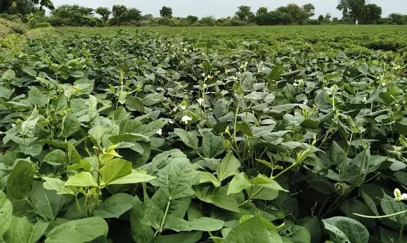 ખેડૂત ભરતભાઈ હડિયા: નોકરી છોડીને કુદરતી ખેતી દ્વારા આર્થિક વિકાસની અનોખી યાત્રા 3 Natural farming success story in Gujarat.png