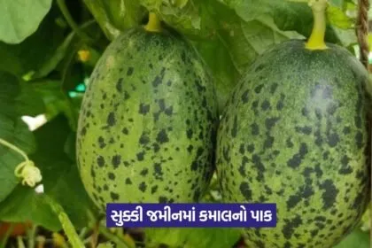 Cucumis callosus cultivation