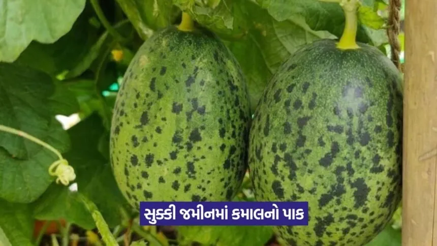Cucumis callosus cultivation