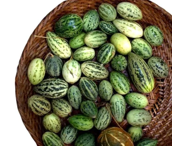 Cucumis callosus cultivation 2.png