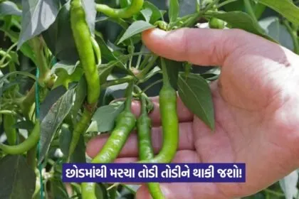 Root rot in chilli 1