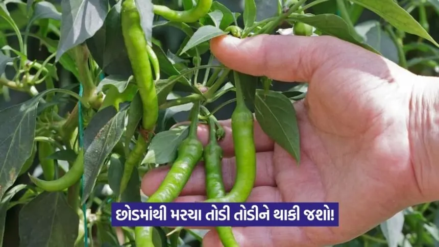 Root rot in chilli 1