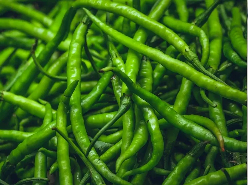 Root rot in chilli 1.png
