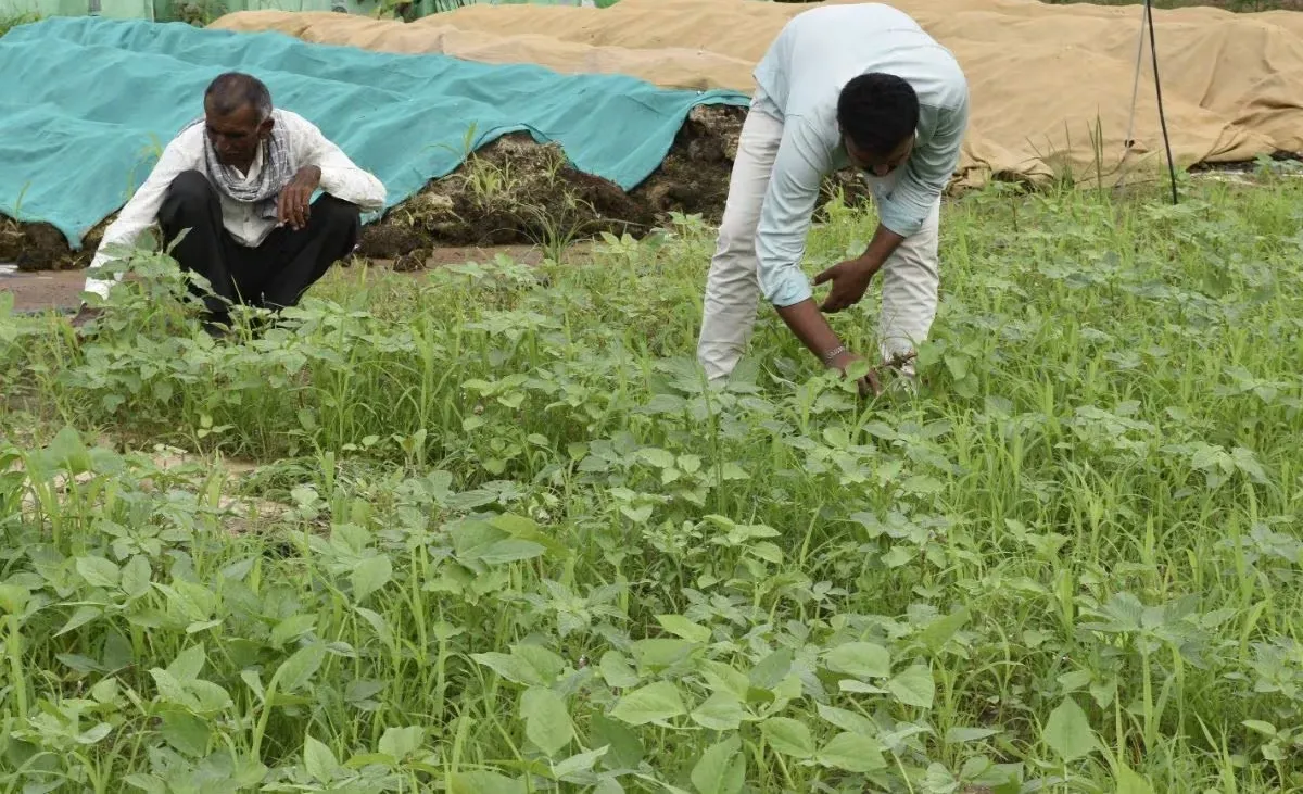 Natural farming success story Gujarat.png