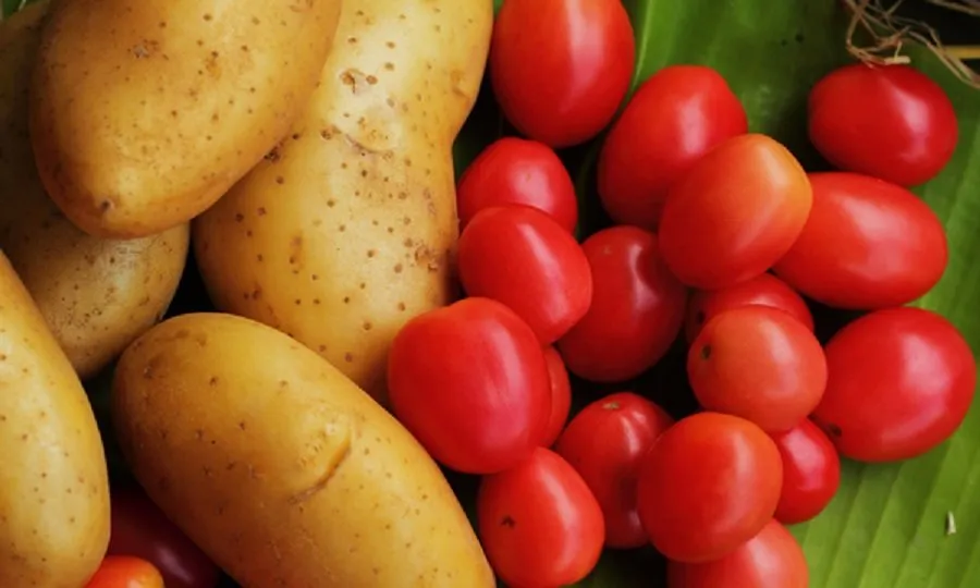 બટાકાનો બાપ કહેવાય ટામેટા! 90 લાખ વર્ષ પહેલાં તેમાંથી તેનો જન્મ થયો હતો, વૈજ્ઞાનિકોએ કરેલી આશ્ચર્યજનક શોધ 2 Potato Tomato.jpg