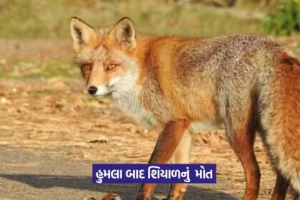 Amreli Fox Attacks 1