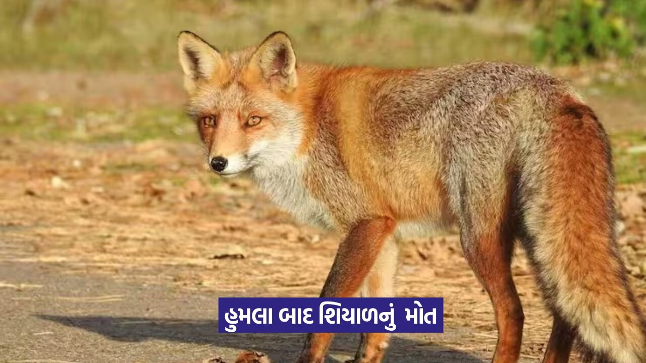 Amreli Fox Attacks 1.jpeg